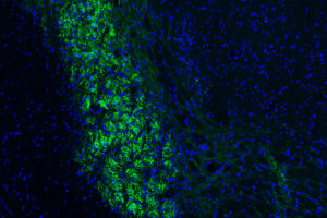 MIT Researchers Uncover Brain’s Internal Measuring Mechanism